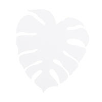 MONSTERA XL WHITE KINKIET 4XG9